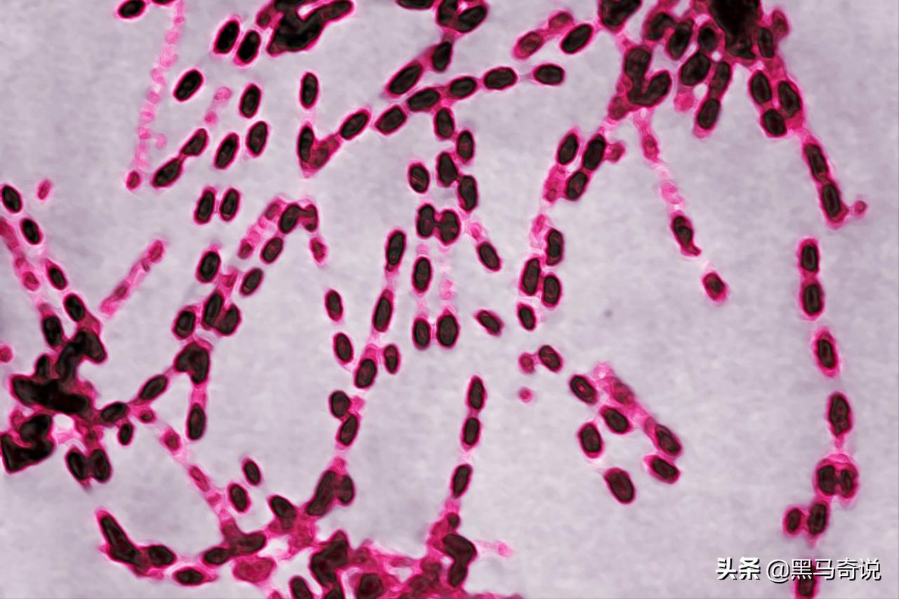 北极发现几万年前尸体人类需警惕,北极冻土发现史前生物是真的吗