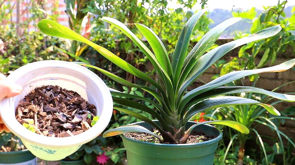 4种花适合新手养漂亮好养,20种坑人的花