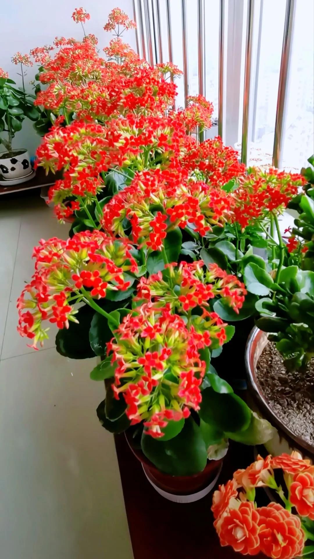 分享精美花朵图片,分享春天的图片大全