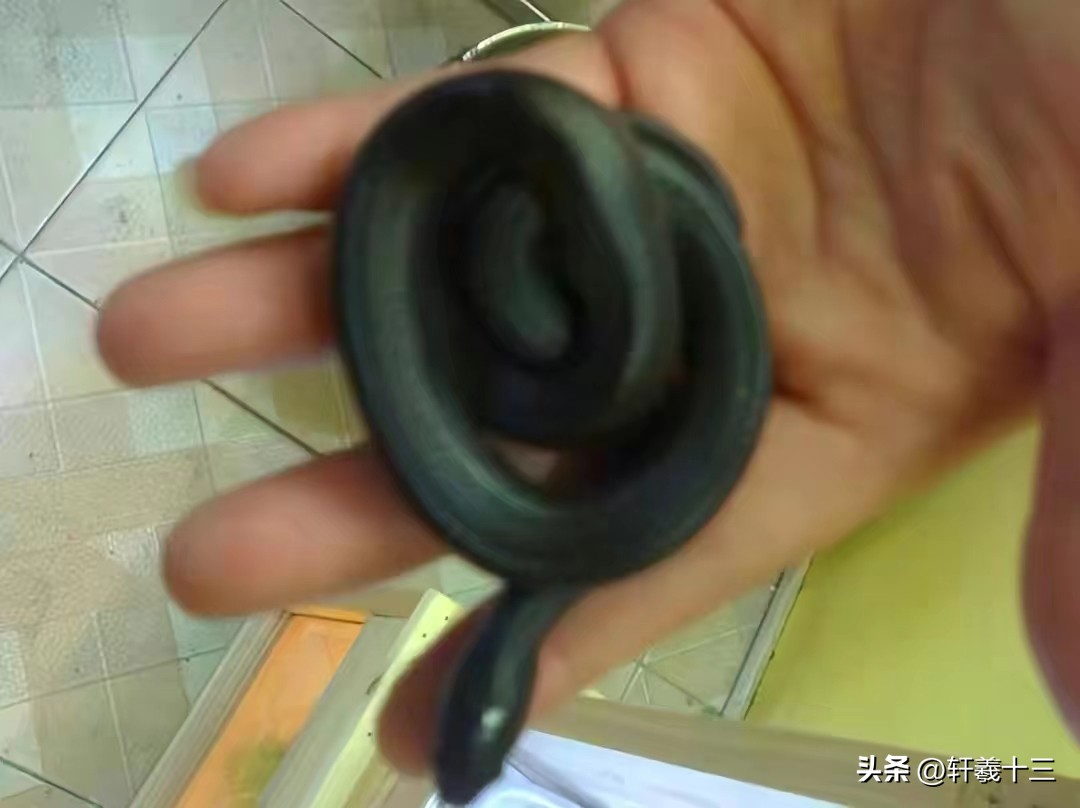 2001年，“报恩”蟒蛇缠住行窃的小偷，主人对蛇喊到阿财你回来了