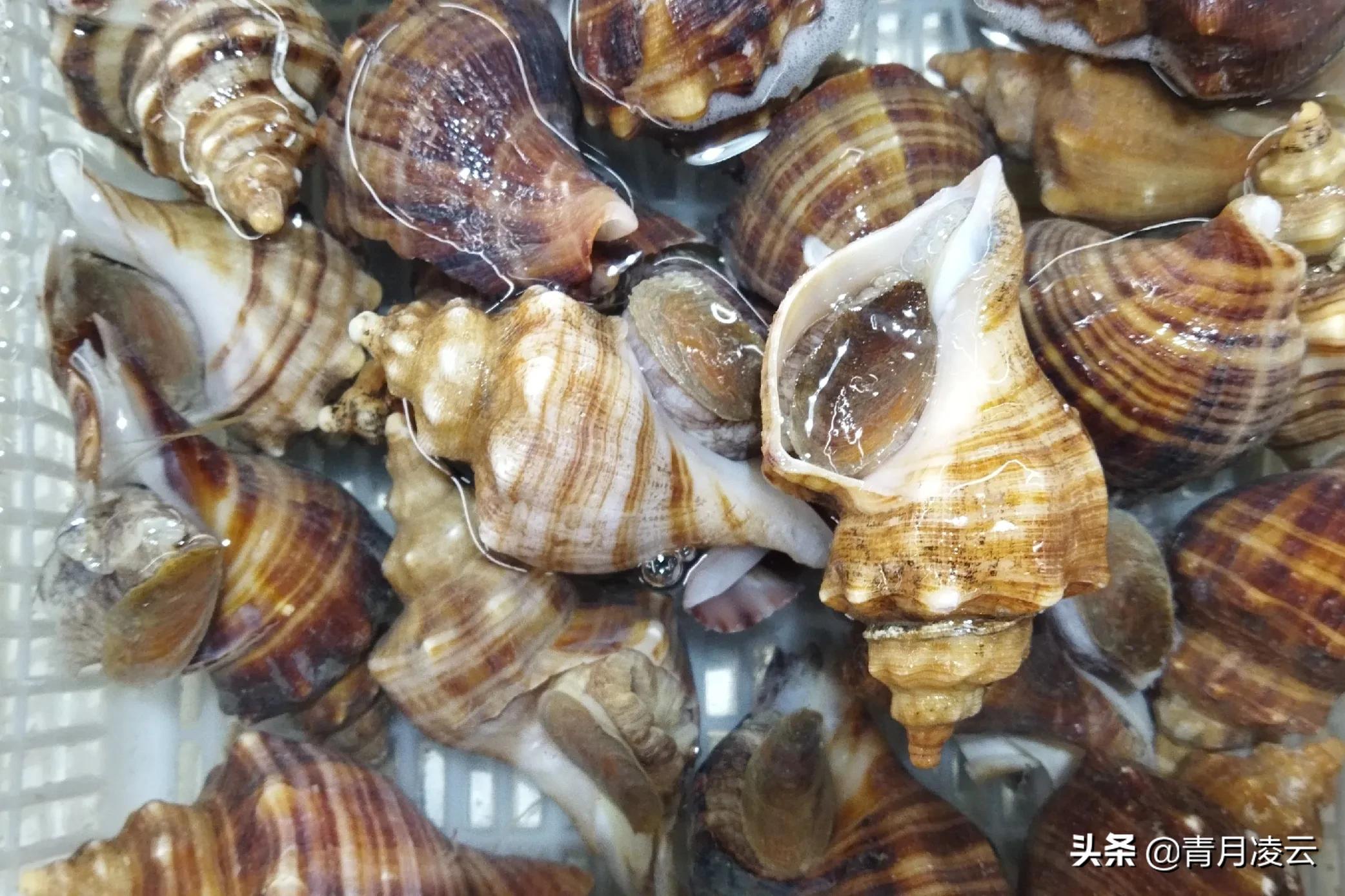 海鲜市场常见海产品图鉴,海鲜市场常见海产品图鉴表图例