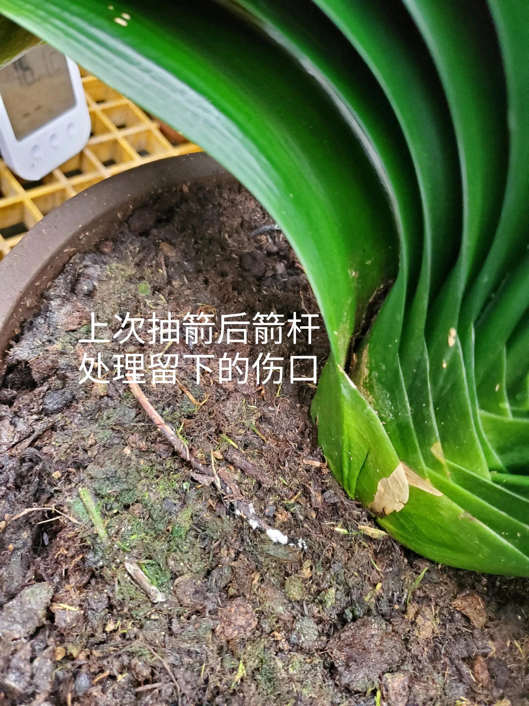 君子兰茎腐病可以用多菌灵吗,君子兰腐叶病怎么处理