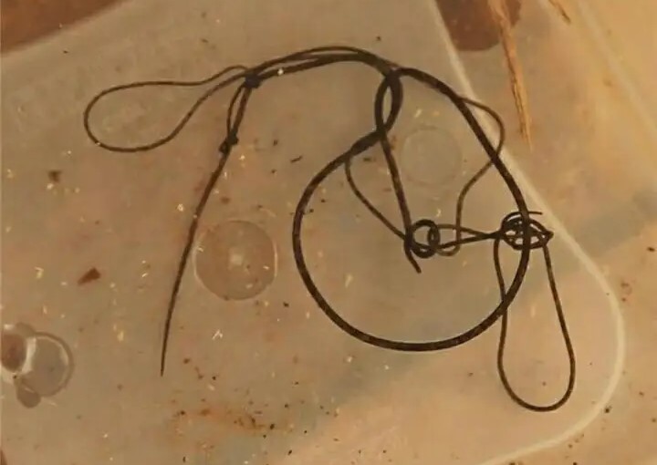 男子钓鱼宰杀后发现寄生虫,男子宰杀黑鱼