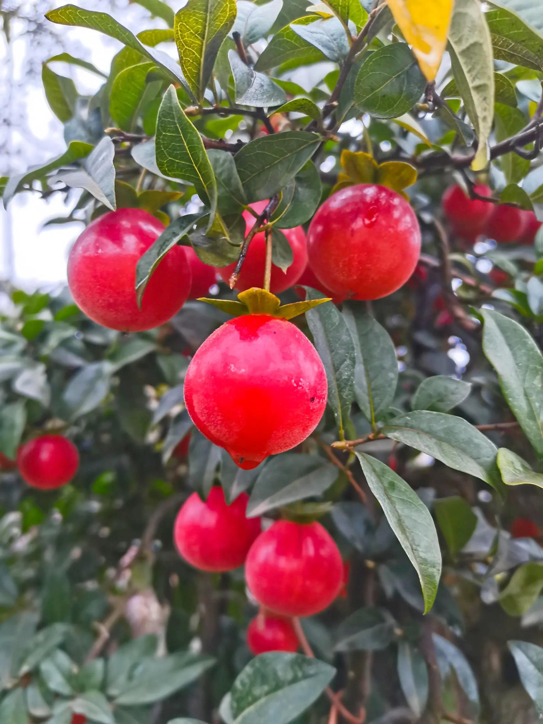 阴雨雾霾天逛月亮湾花市，郁闷不见了，心情舒朗愉悦