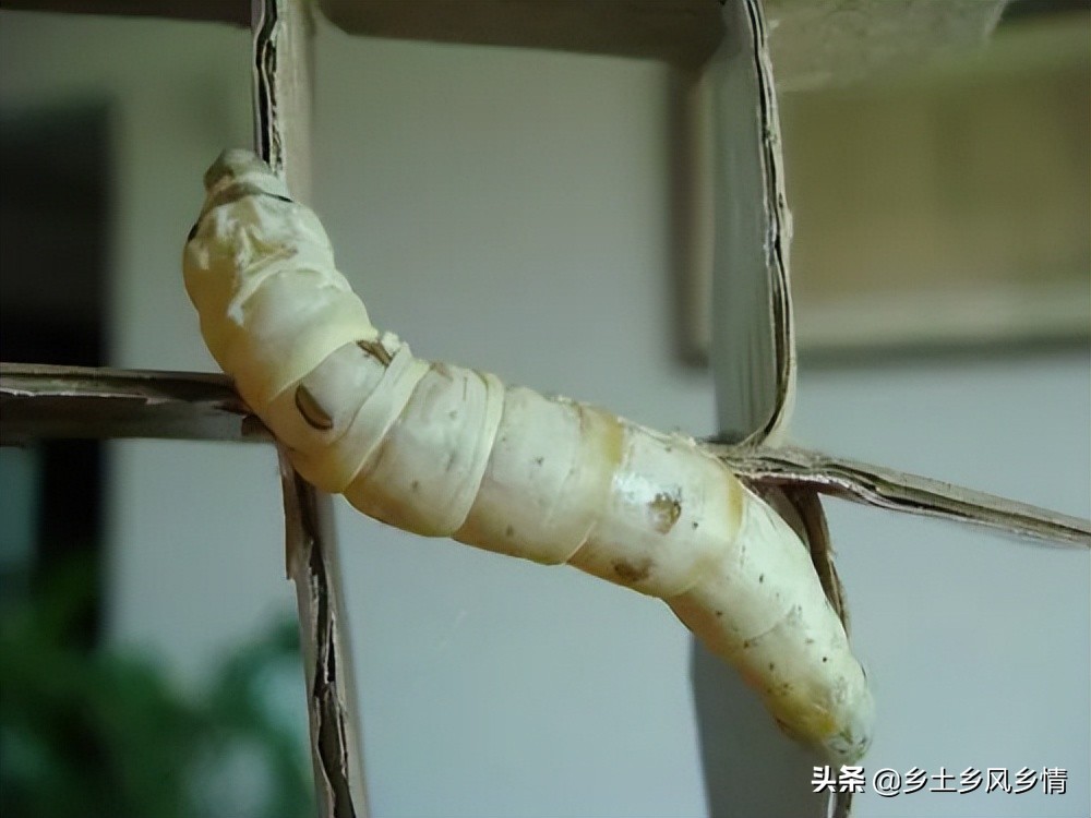 蚕吐丝前有什么征兆,蚕吐丝的征兆