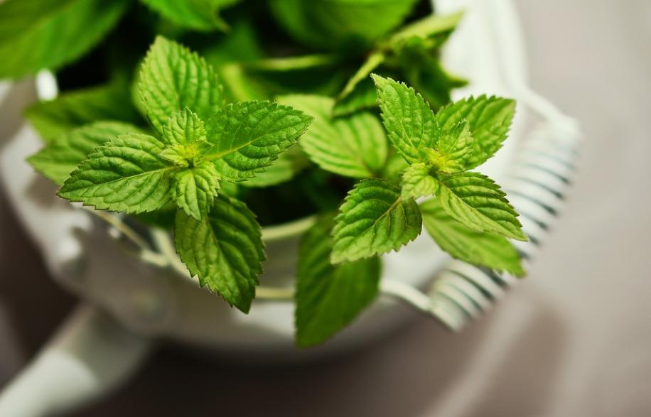 牡丹架暖眠春昼薄荷香浓醉晓晴,每日一花夏日清新花束