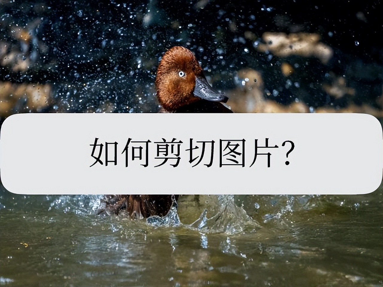 怎样能把图片给单独剪切出来,怎么剪切图片最快的方式