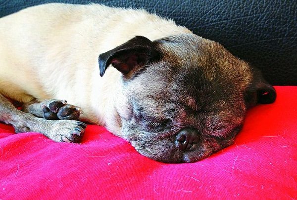 狗狗突然疯狂舔地板呕吐怎么回事,狗狗呕吐怎么办最有效