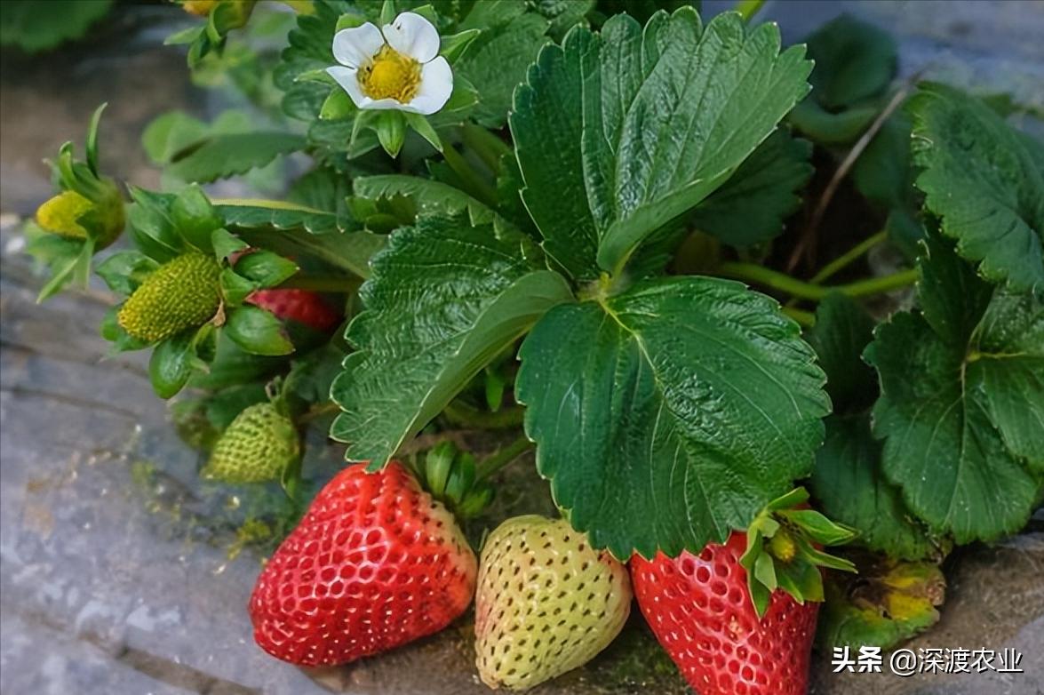 如何简单有效地解决重茬病,蔬菜重茬用什么办法解决