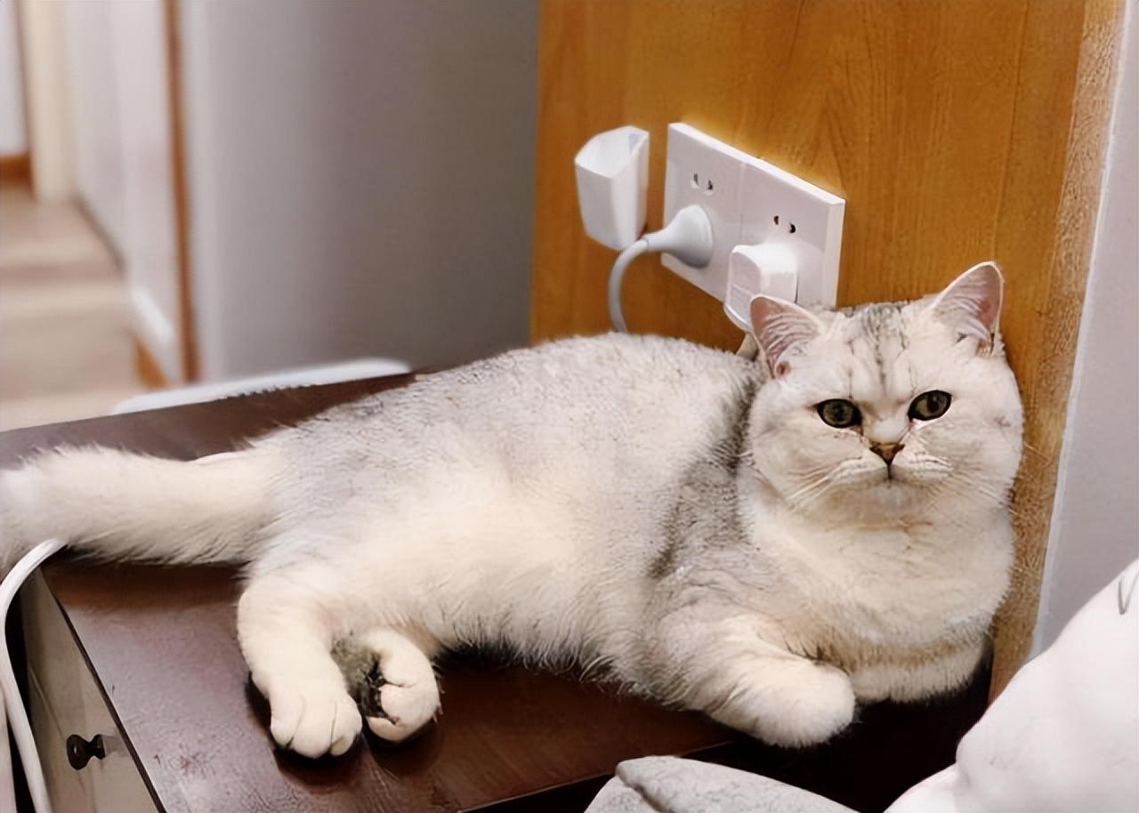 买英短猫,英短和家猫串出来的猫