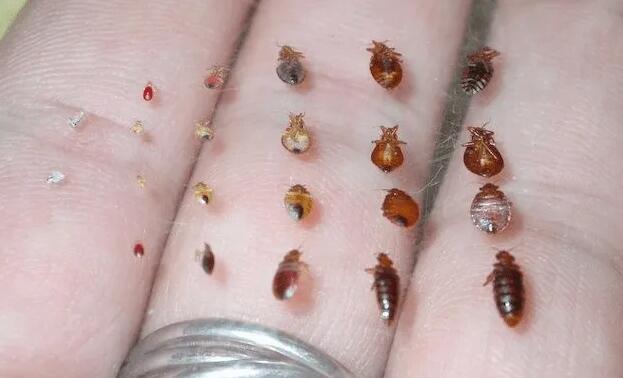 被臭虫爬过的被子能盖吗,臭虫爬过的被子带回家会繁殖吗