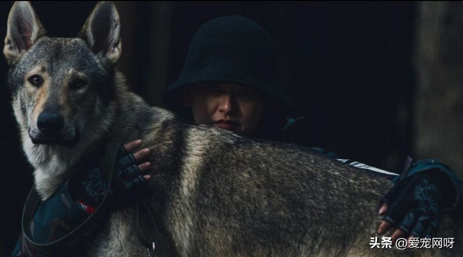 捷克狼犬哪个毛色最像狼,捷克狼犬怎么喂养比较好