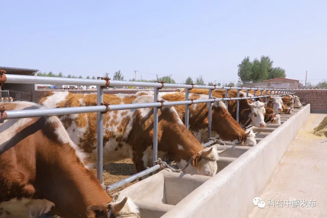 科右中旗肉牛产业链,内蒙古中旗肉牛的养殖技术