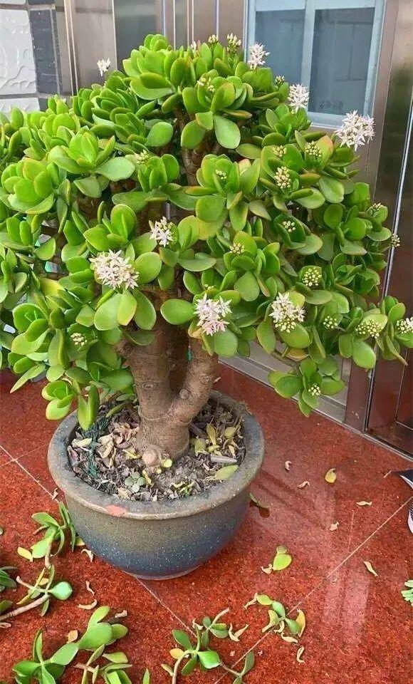 玉树修剪什么造型好看,玉树修剪造型详解