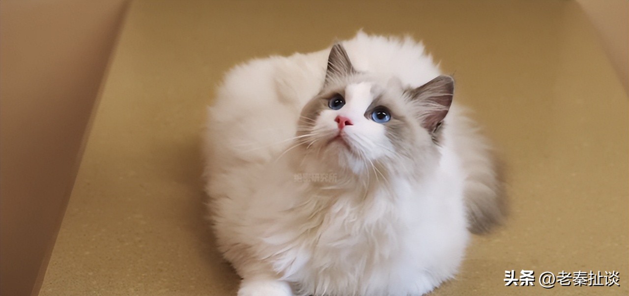 世界上最便宜的猫是什么品种,世界贵的10种猫的排名