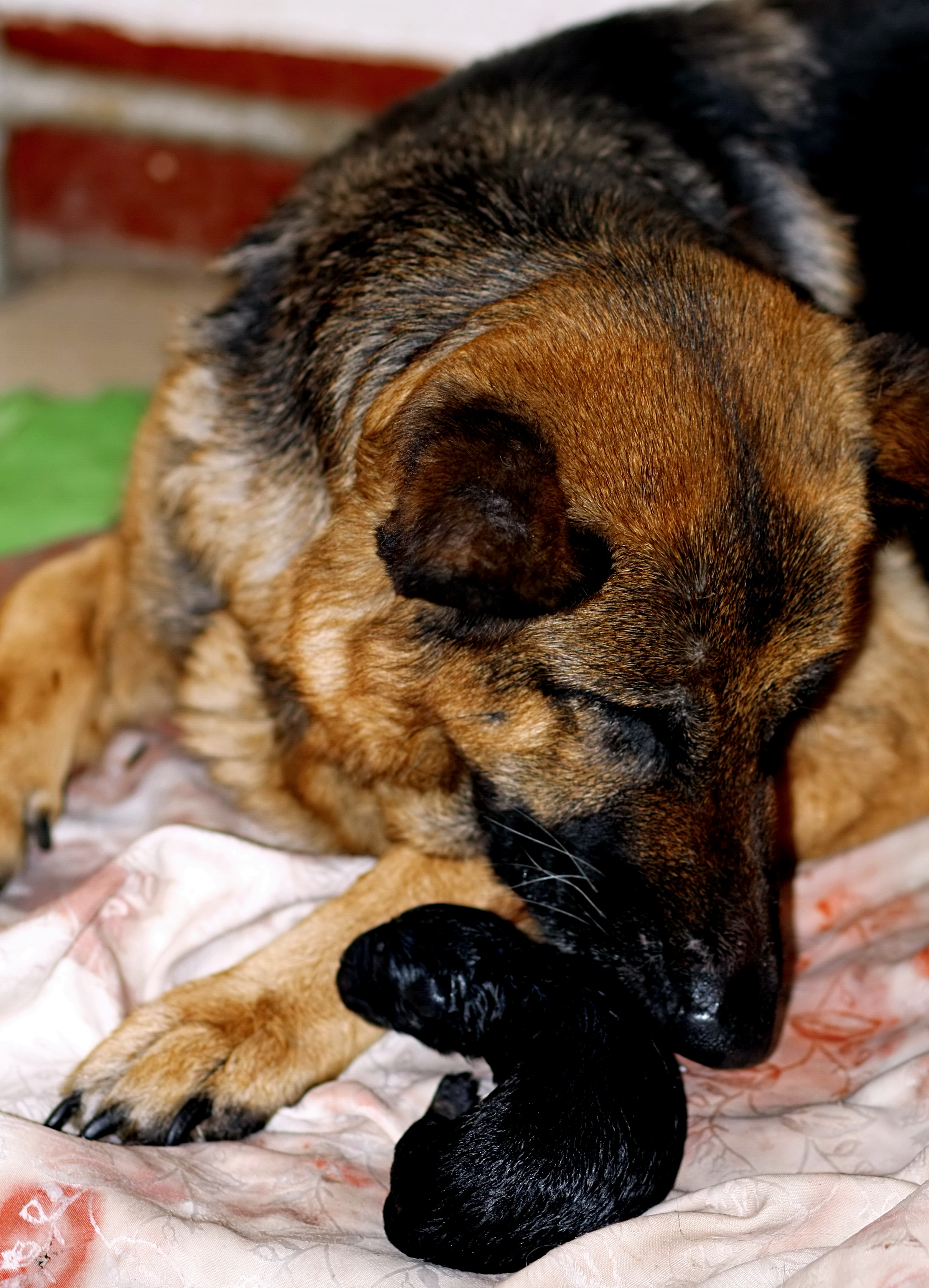 德牧养殖技术书籍大全,德牧饲养攻略