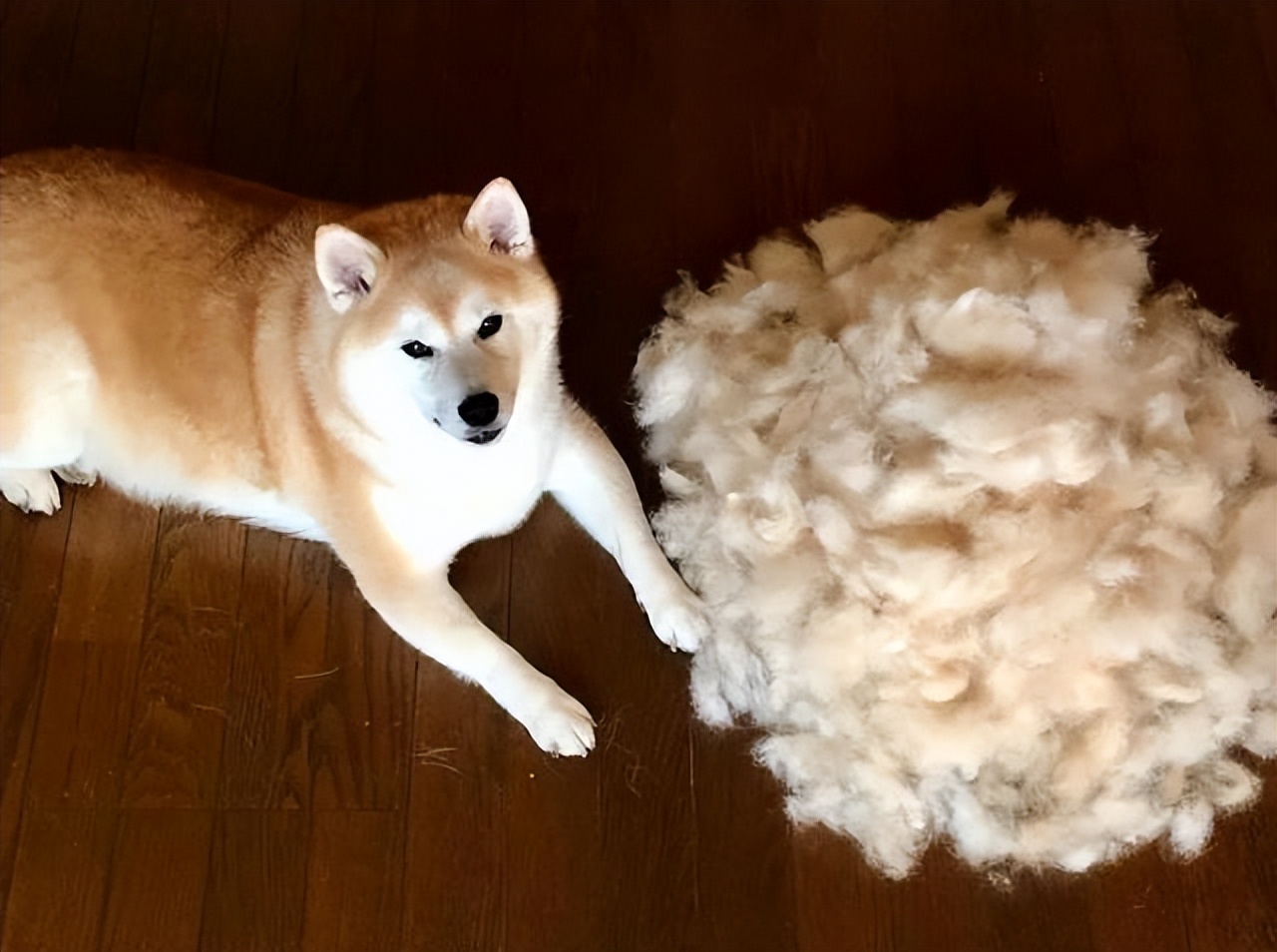 柴犬一般多少钱一只幼犬,纯种柴犬幼崽多少钱一只