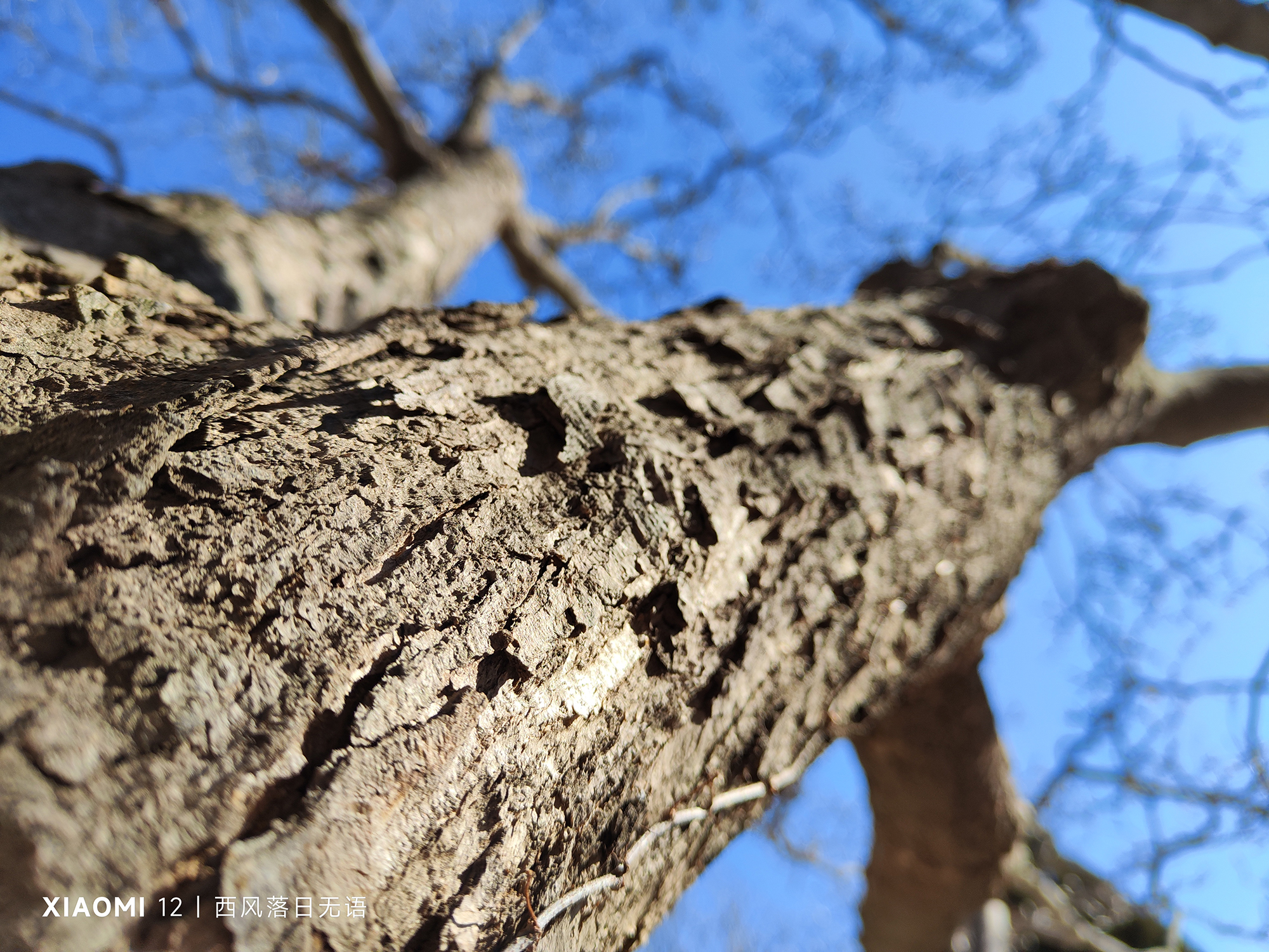 小米12值得现在入手嘛,小米12哪个更值得入手