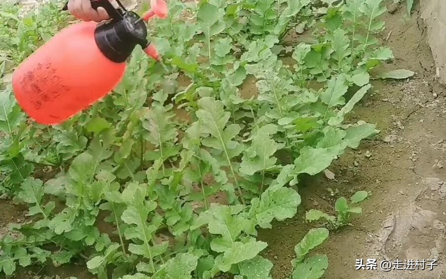 种的白萝卜出苗后有小虫眼怎么办,萝卜有虫子怎么防治