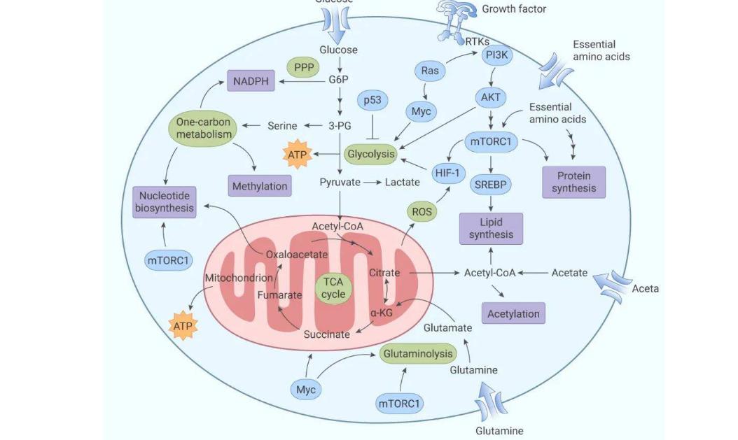 女的外阴肥大有问题吗,妇女外阴肥大是何原因
