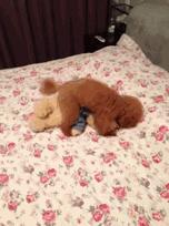 春天来了！每位毛孩子家长都要了解这些知识