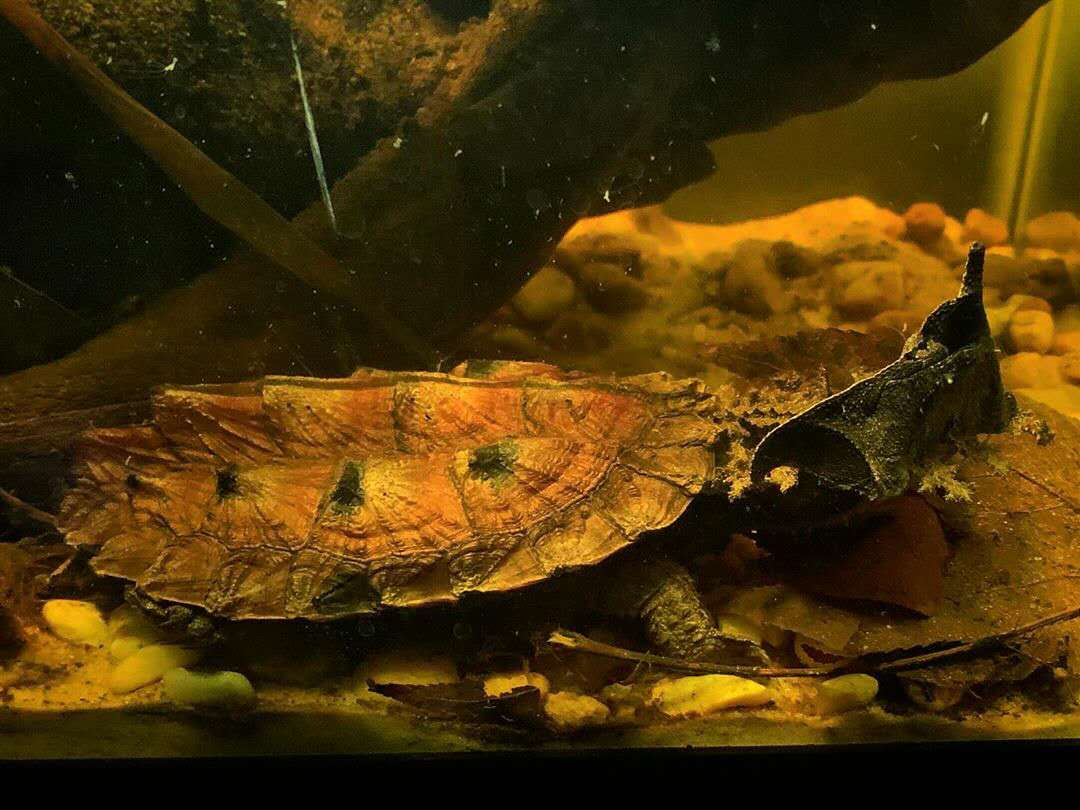 最常见的乌龟是哪种龟,常见乌龟的种类有哪些