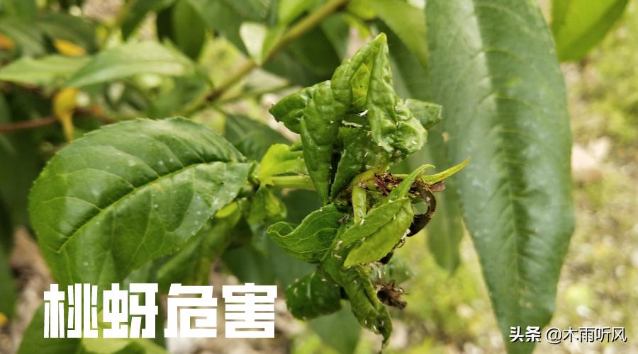 家里有蚜虫怎么消灭蚜虫,如何快速消灭蚜虫蚜虫最怕什么