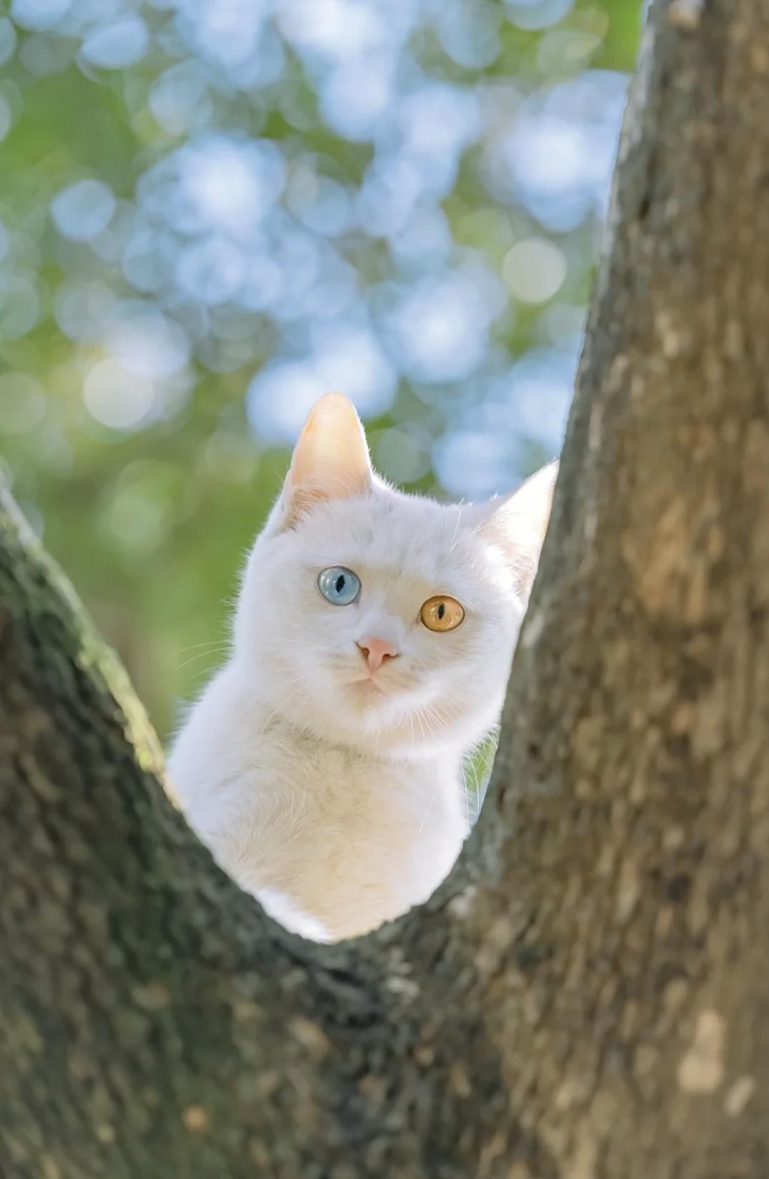 治愈系壁纸｜132张可爱小猫咪的样子