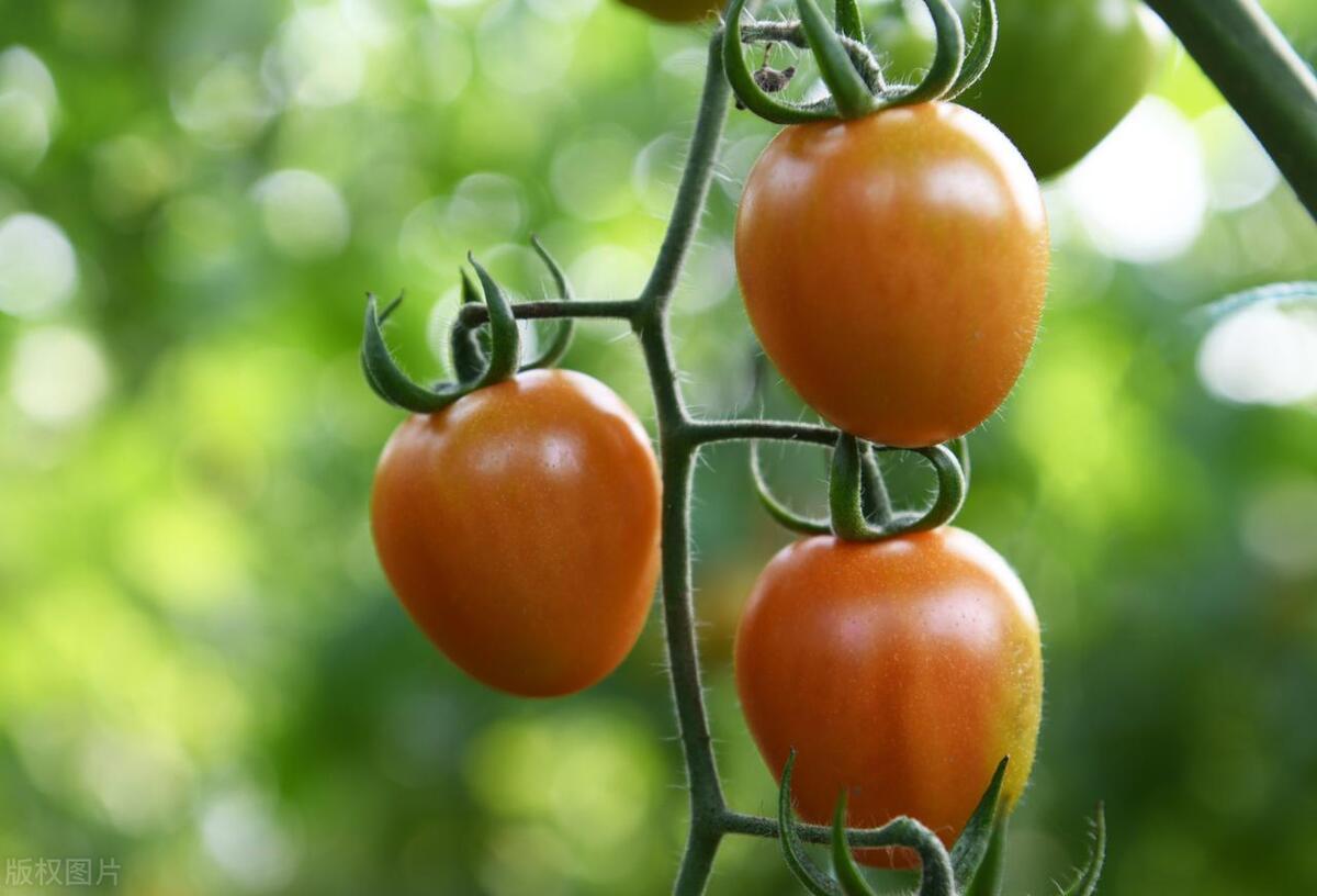 哪些食物含维生素高吃了对眼睛好,补充哪些含维生素的食物对眼睛好