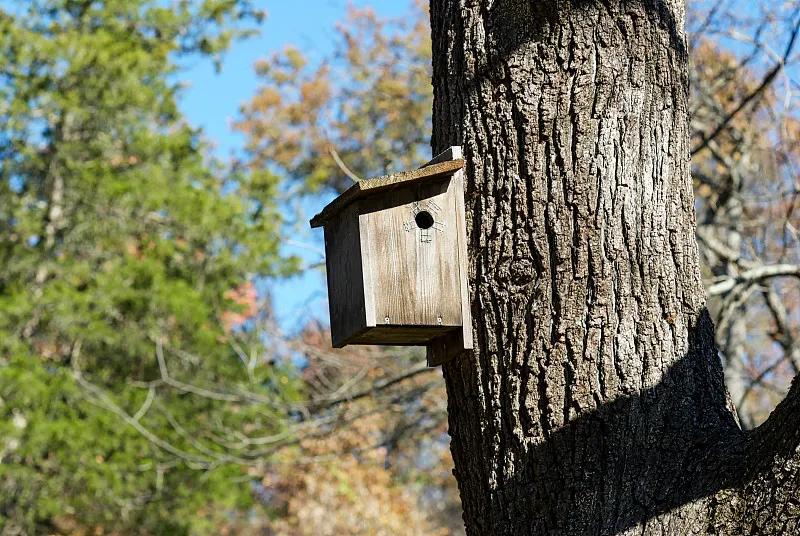 素食宠物食品,素食宠物零食有哪些品种