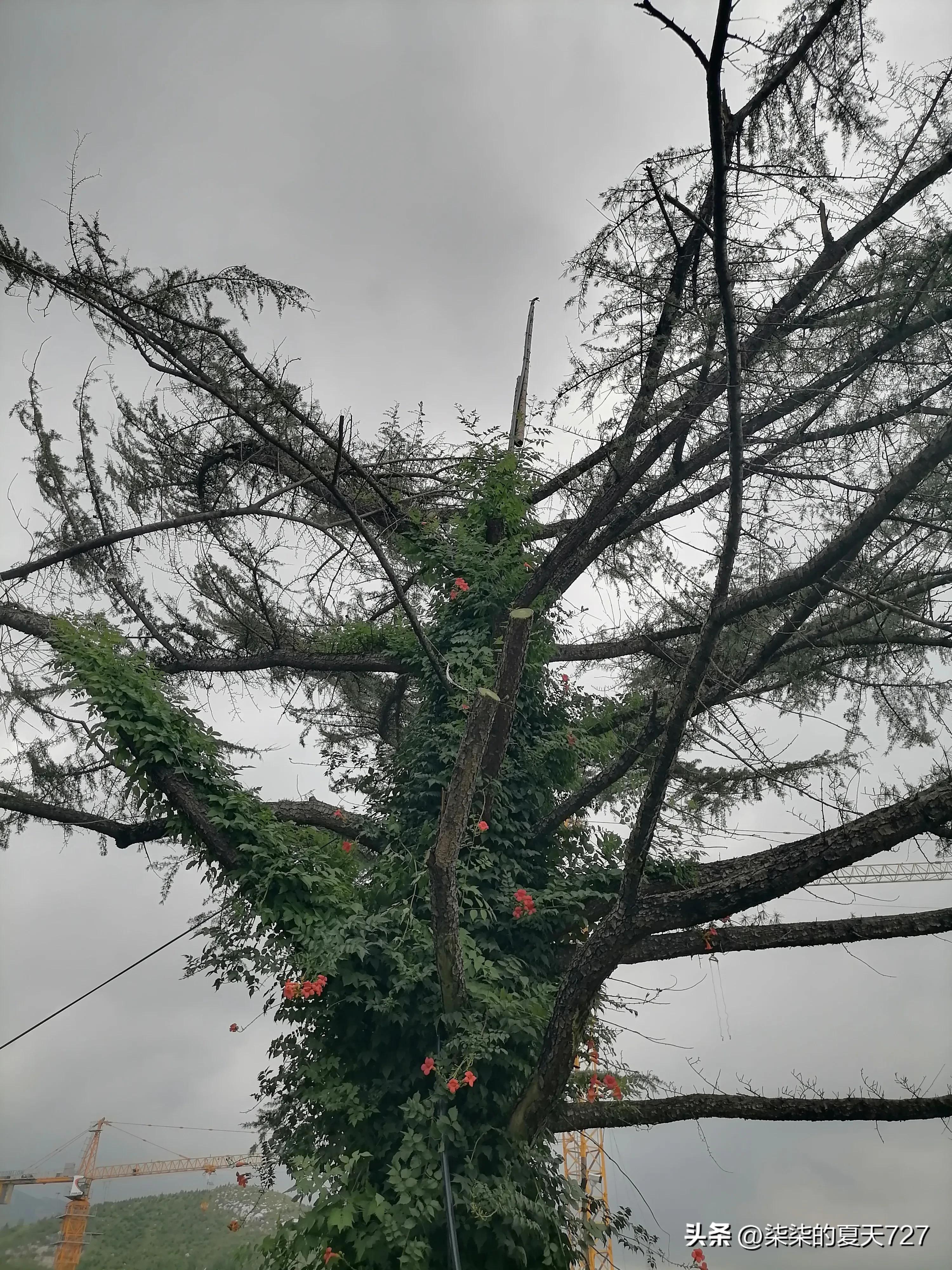 18周突然腰酸背痛,18周腰疼的翻不了身