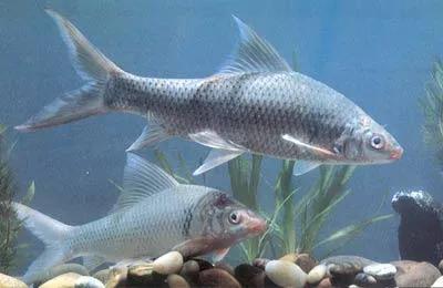 中国淡水鱼图谱大全集,中国各种淡水鱼的图片和名字