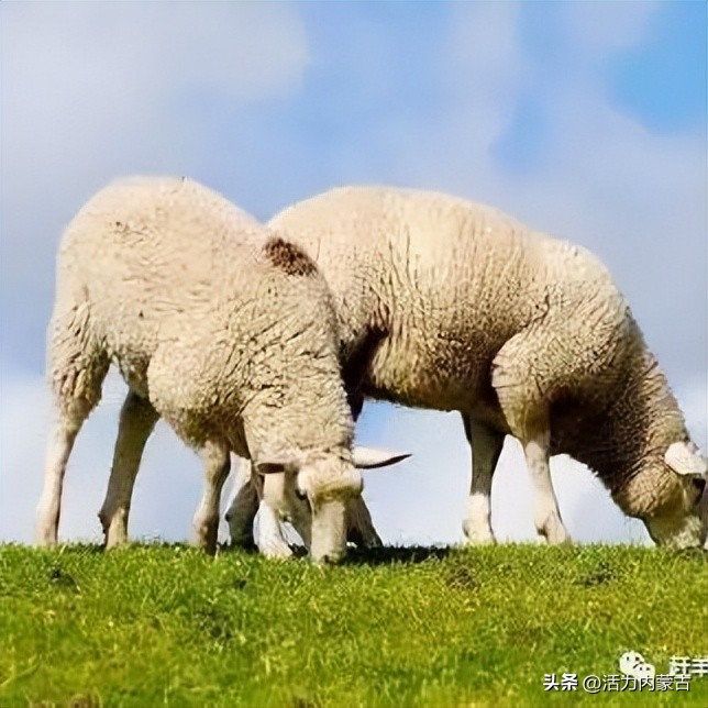 这场“羊”运会，内蒙古申请出战！