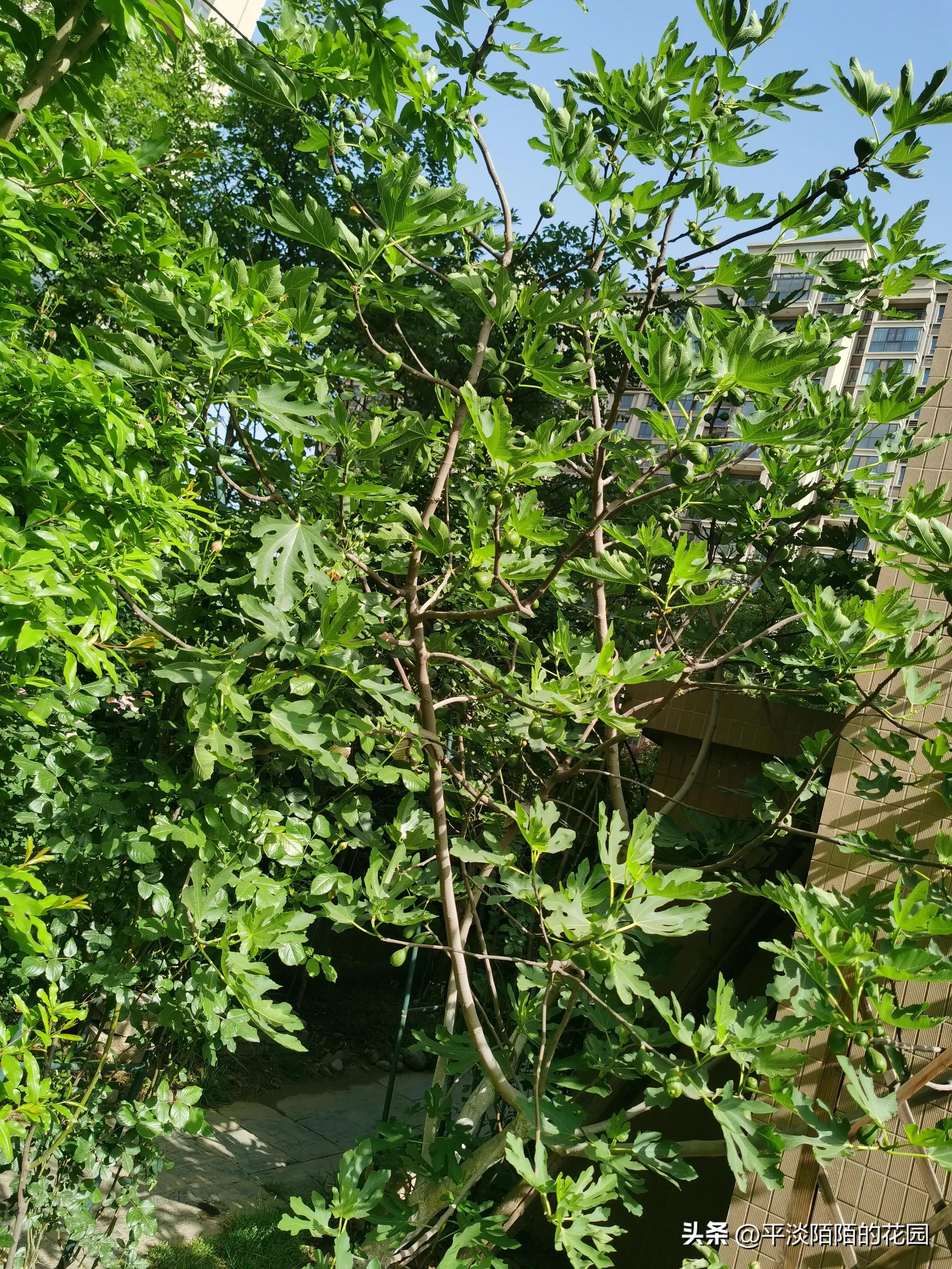 盆栽果树的病虫害治理,自家果园病虫害防治