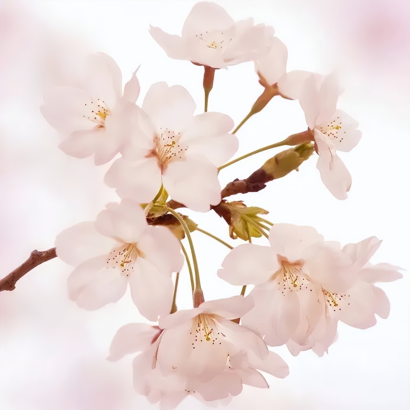 怎样辨别果树花和芽,怎么分辨阳光玫瑰果树