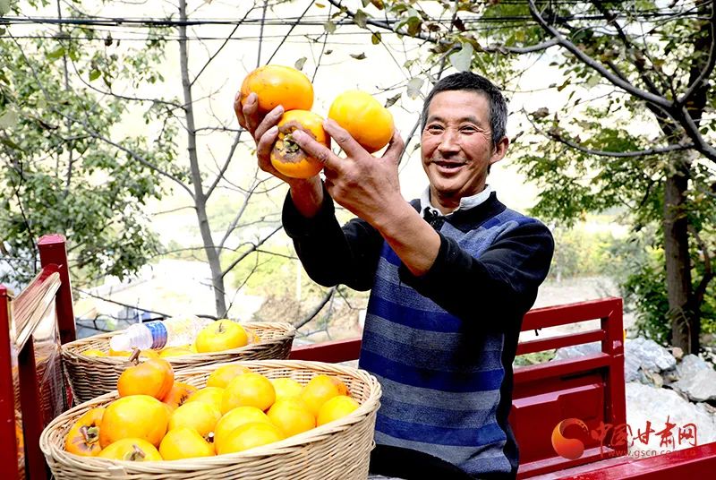 秋日好柿节,又到一年好时节