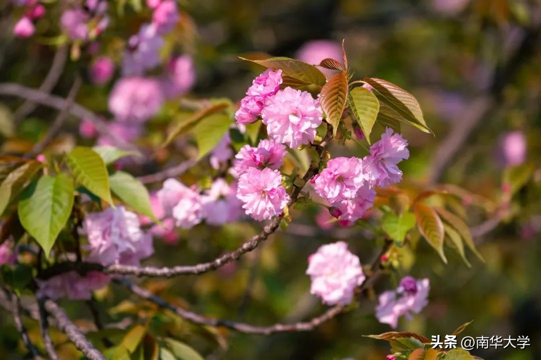 南华大学校花全集,校花南华大学