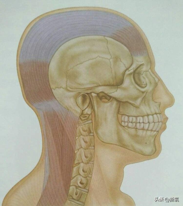 脸太下垂,脸下垂了是不是就显胖