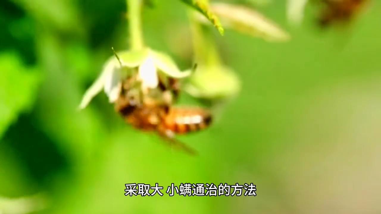 蜜蜂养殖最新杀螨技术,蜜蜂有蜂螨不治疗会有什么后果