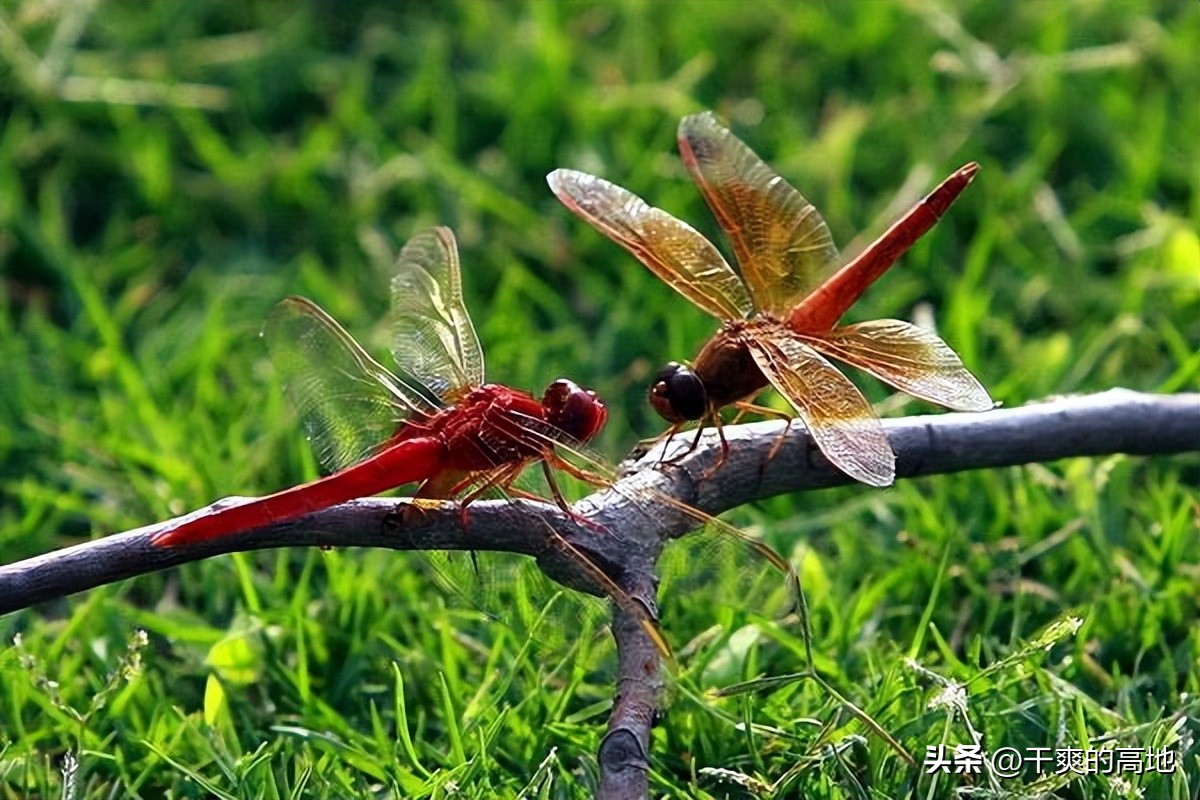 红蜻蜓散文朗诵,金波散文红蜻蜓读后感