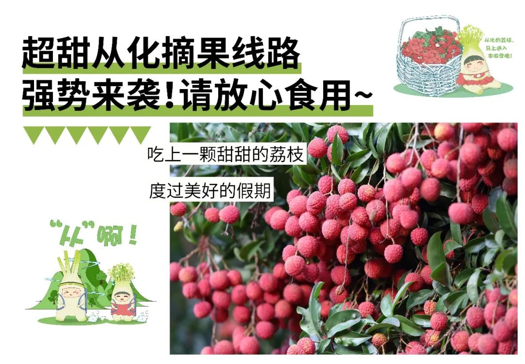 从化摘果攻略,从化摘水果攻略