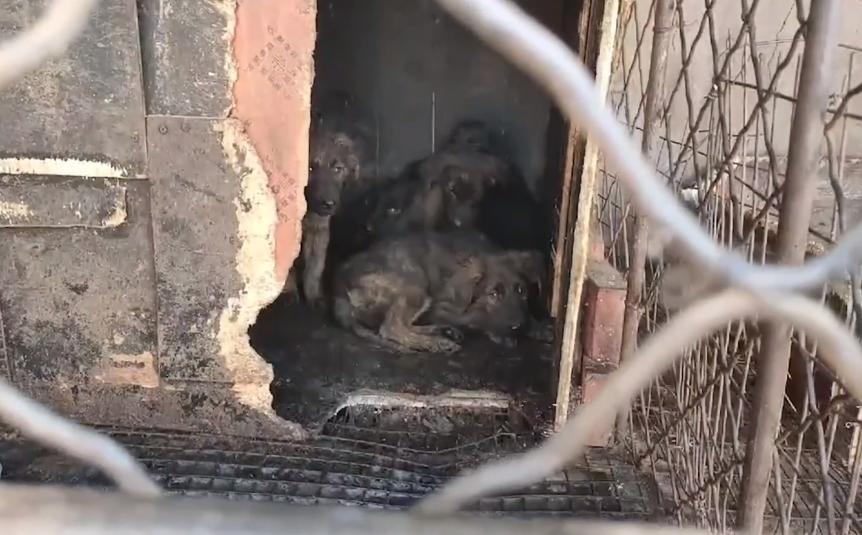 被养殖场淘汰的金毛犬，只能在笼子里端着盆子替它的孩子讨要食物