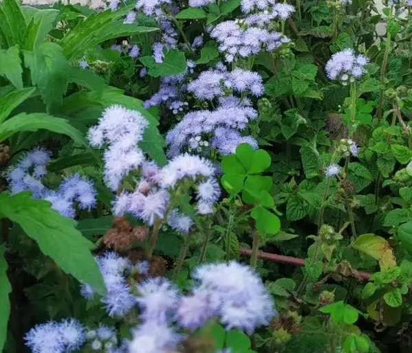 母亲是文盲沟通很困难,妈妈是文盲想认字