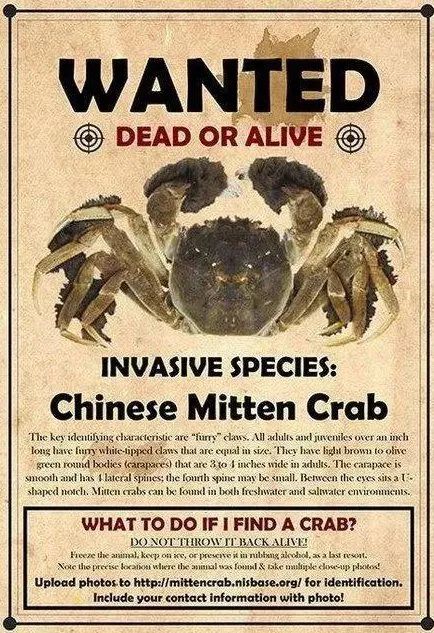 酒香螃蟹花样做法,可乐螃蟹怎么做好吃