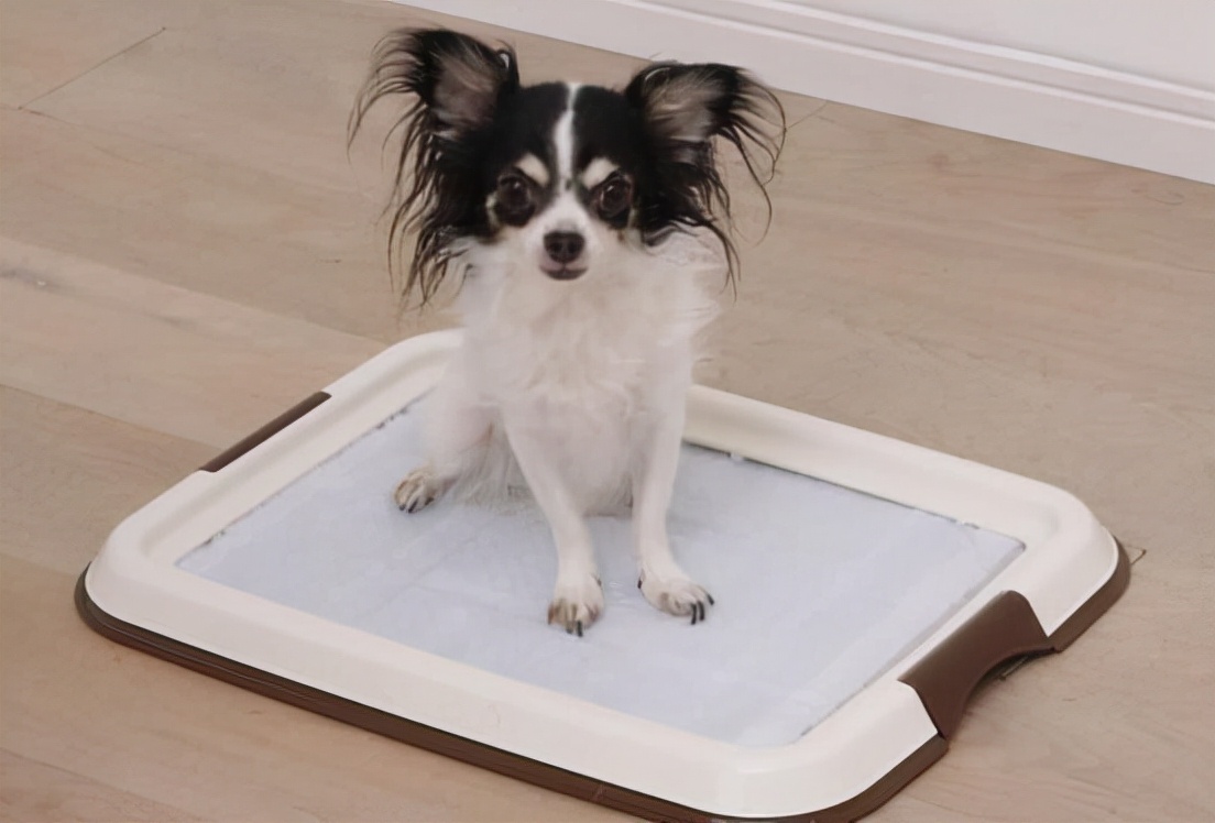 家里养狗狗有臭味去除小妙招,家里除狗臭味用酒精