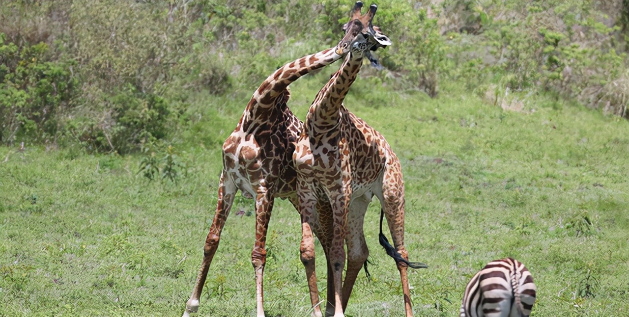 当精子与卵细胞相遇,当精子和卵子相遇后还会排卵吗