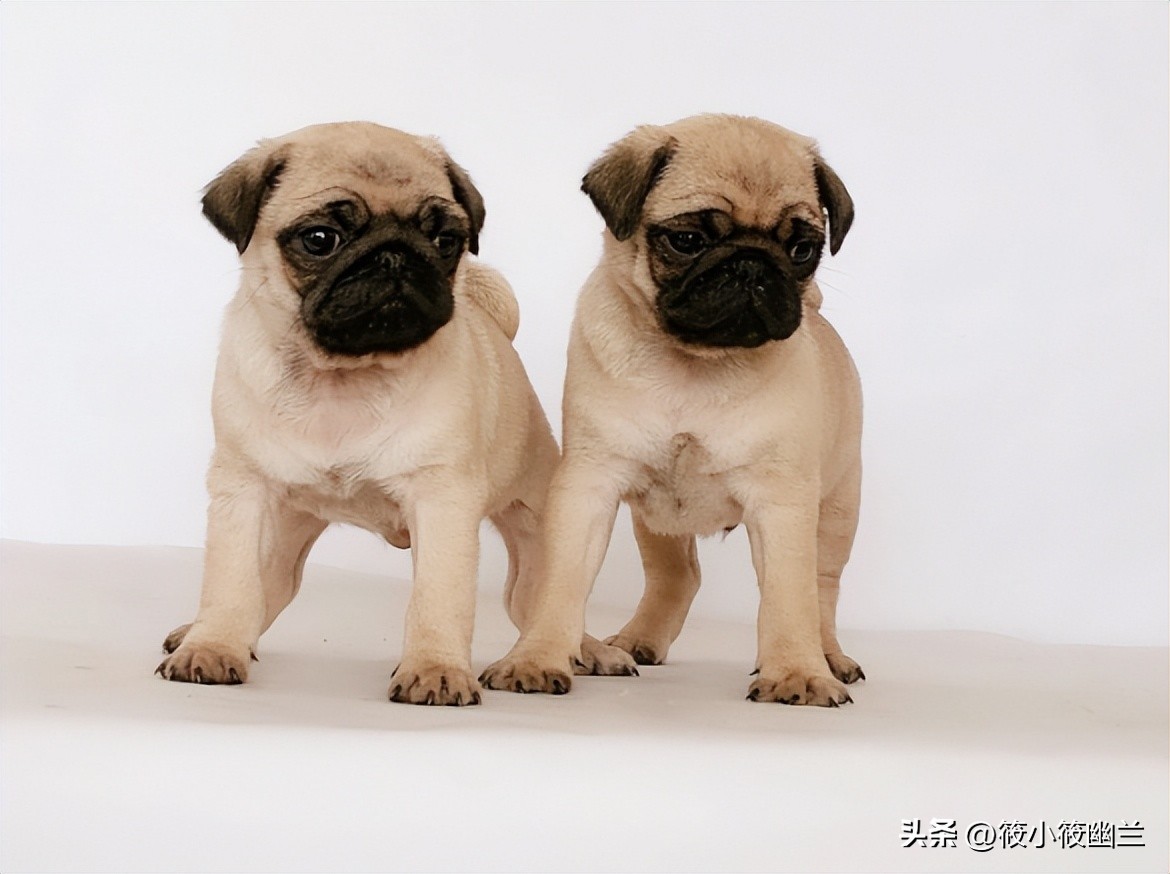 最全常见的27种狗狗你认识几种,各种狗狗介绍一览表