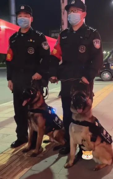 警犬巴顿有多凶猛,帅网红警犬巴顿训练视频