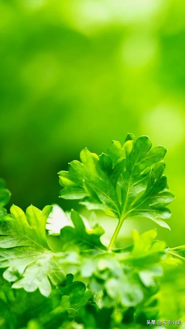 最美的手机壁纸大全,养眼养心的壁纸