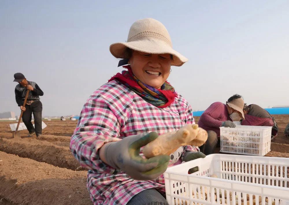 河北唐山生姜价格表,河北唐山丰润生姜